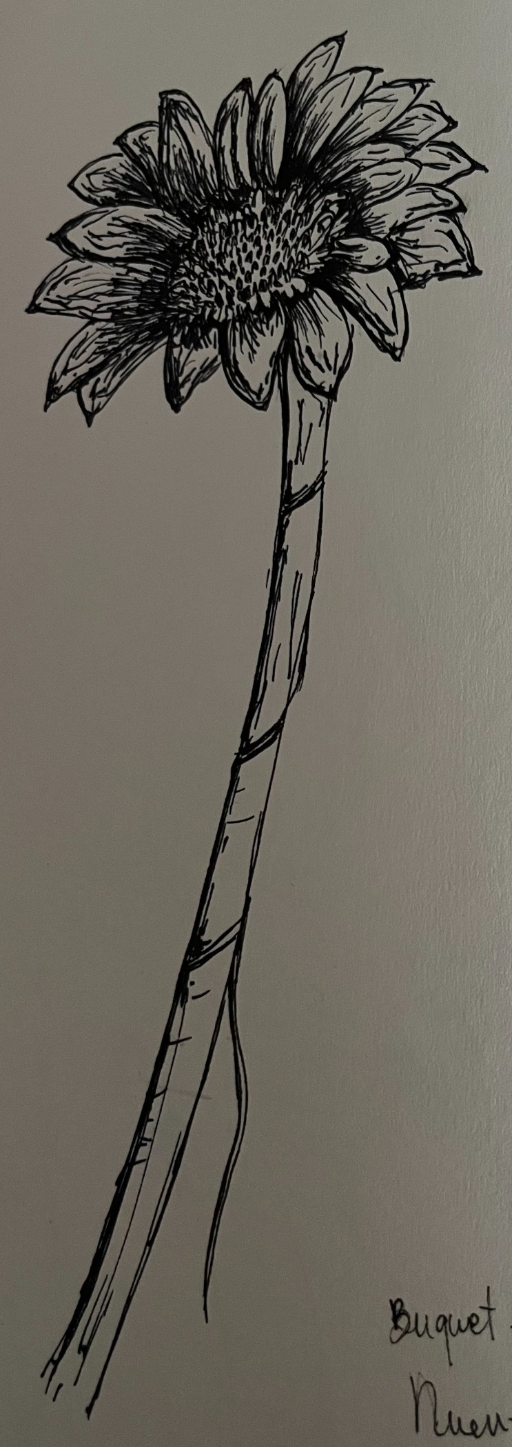 Ink sketch of a blooming sunflower in a sketchbook, showing fine botanical details and seed patterns.